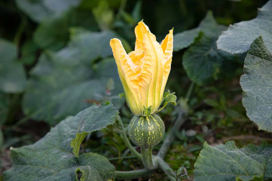 Acorn Squash Plant
