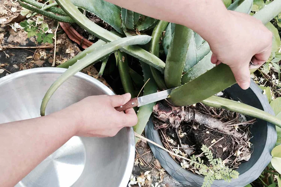 How to Harvest Aloe