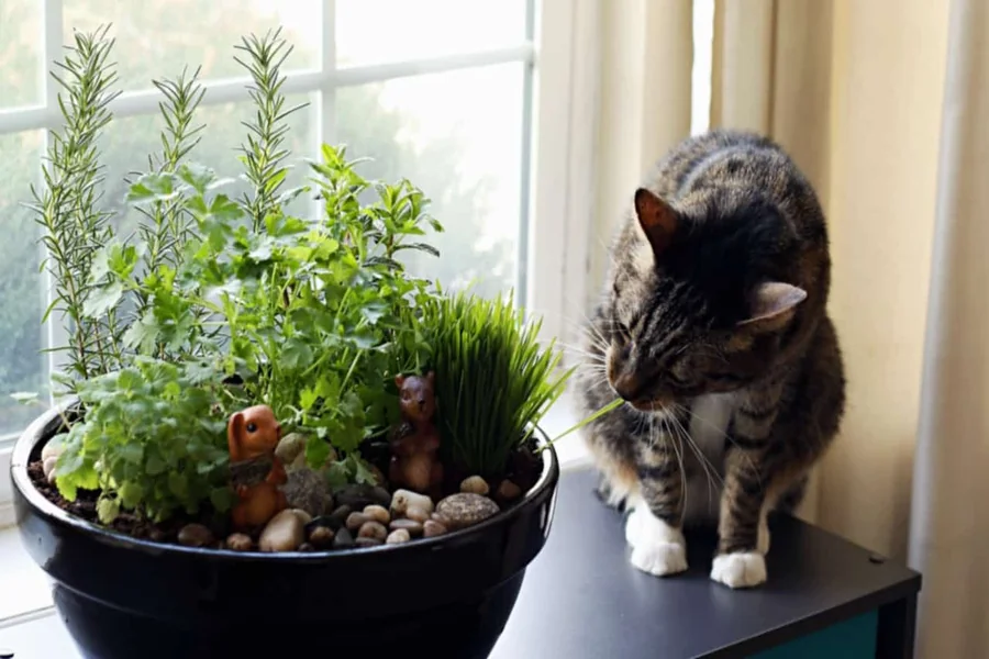 Is Lemon Balm Safe for Cats