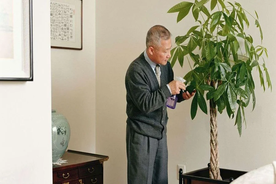 Why Is It Called a Money Tree