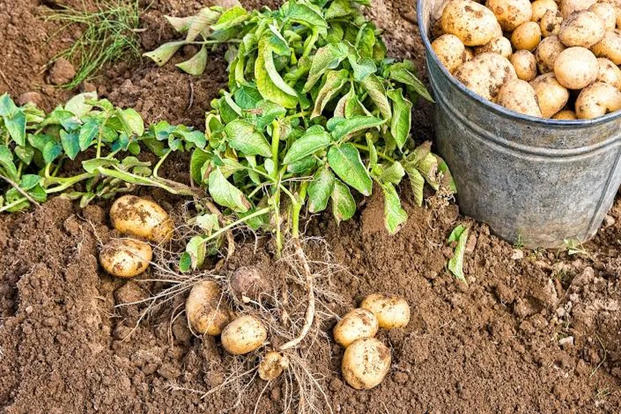 How to Grow Potatoes