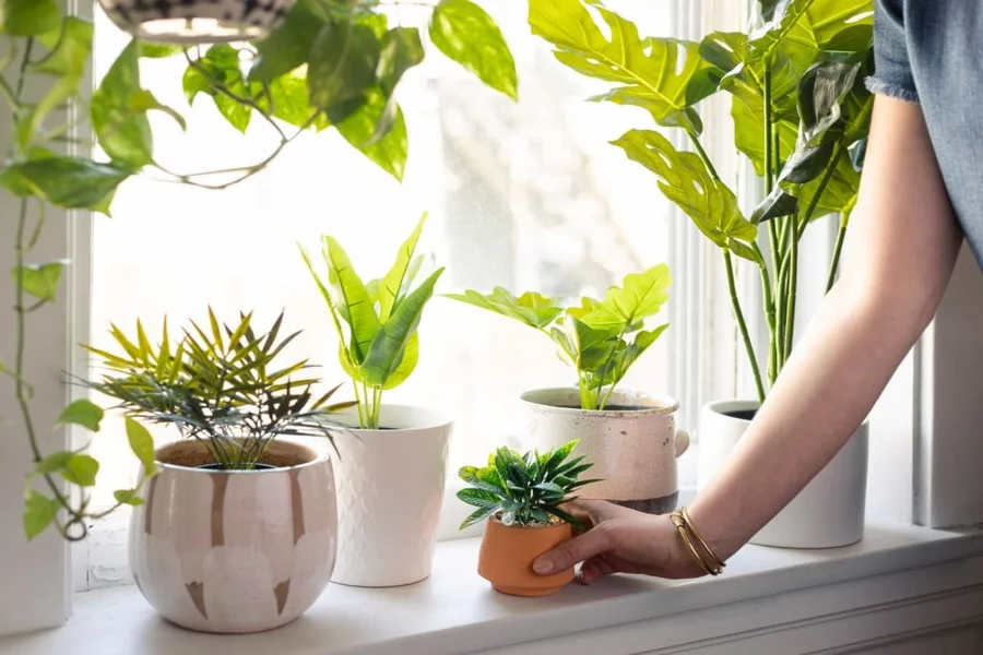 How to Get Rid of Bugs on Indoor Plants