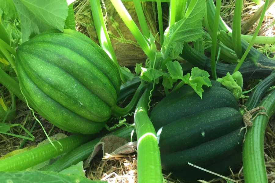Acorn Squash Plant