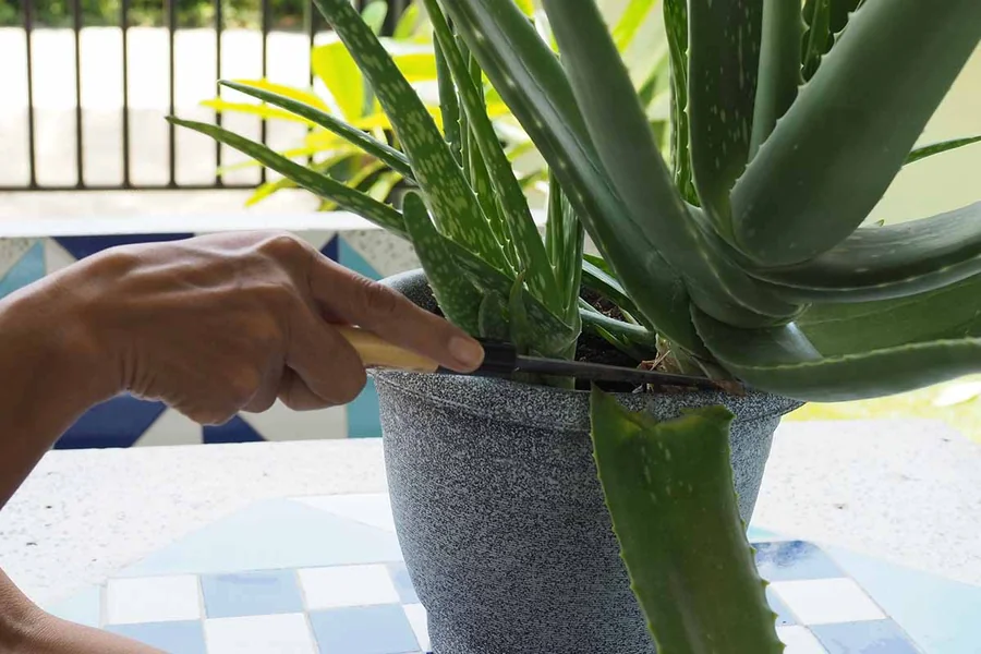 How to Harvest Aloe