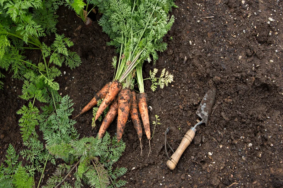 How to Plant Carrot Seeds