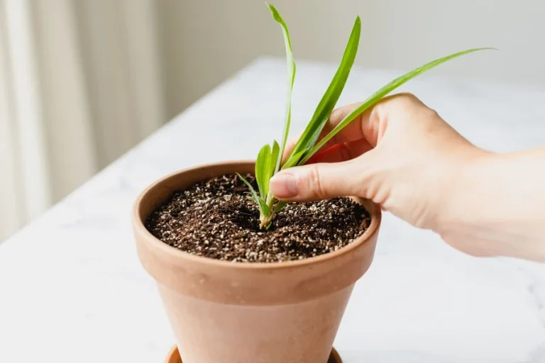 How to Propagate Spider Plants
