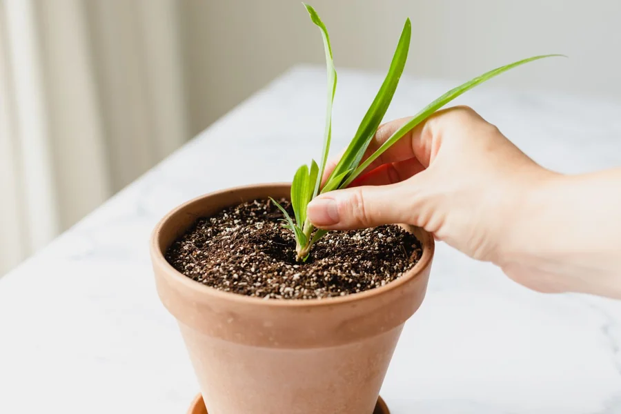How to Propagate Spider Plants