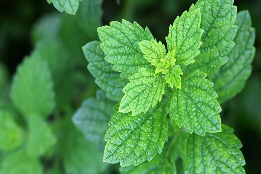 Is Lemon Balm Safe for Cats