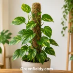 Pothos Moss Pole