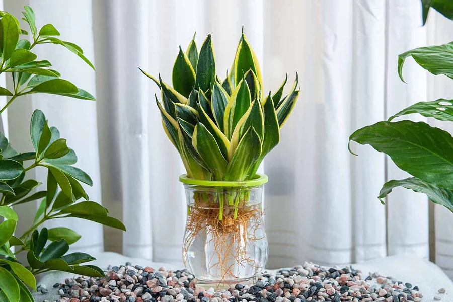 How to Propagate Snake Plant