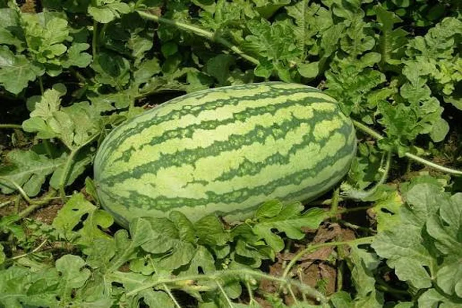 Watermelon Growth Time