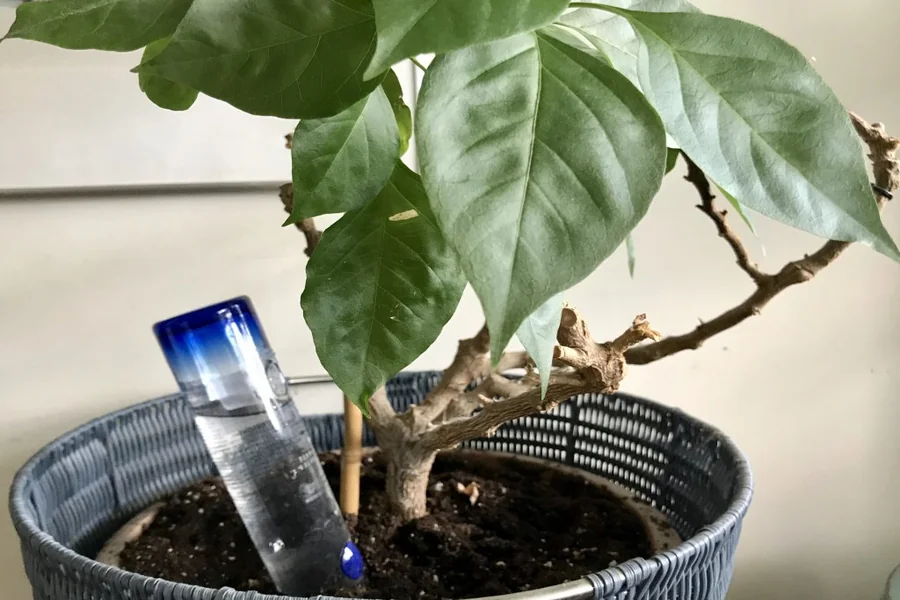  Watering Bulbs