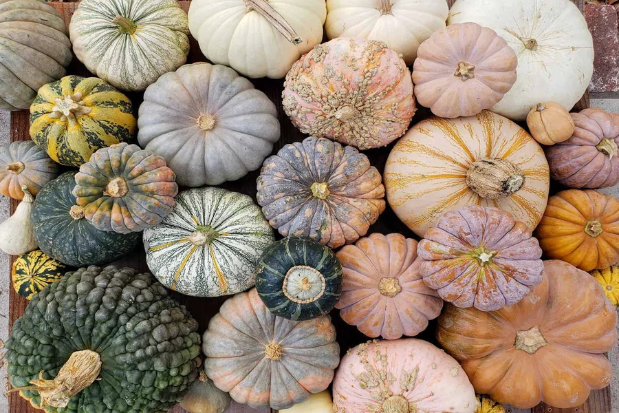 Types of Squash