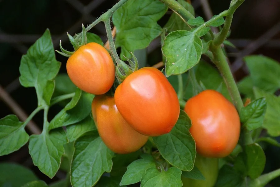 Where Did Tomatoes Originate