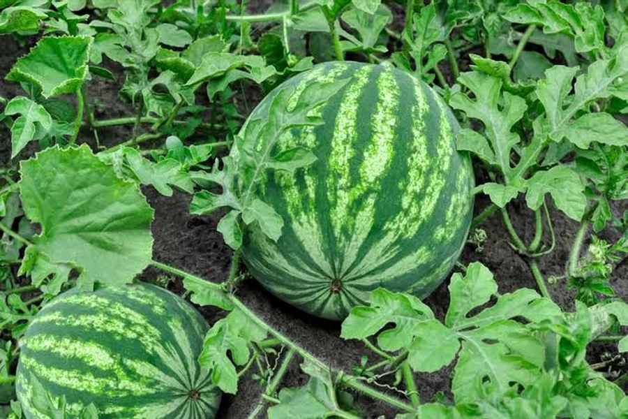Watermelon Growth Time