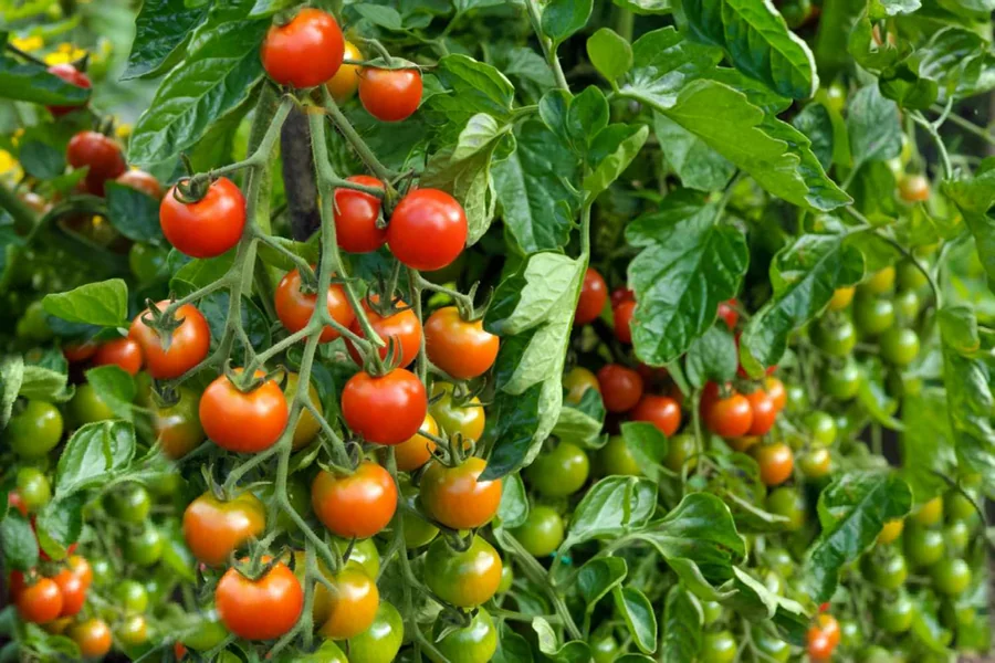 What Is a Tomato