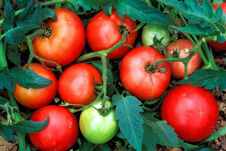 What Is a Tomato