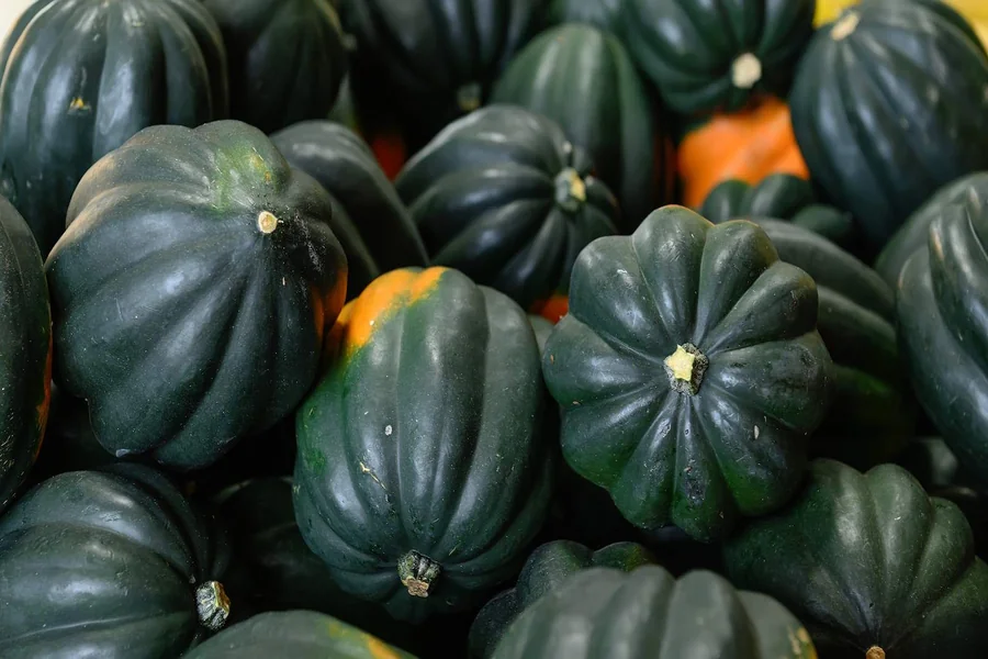 Acorn Squash Plant