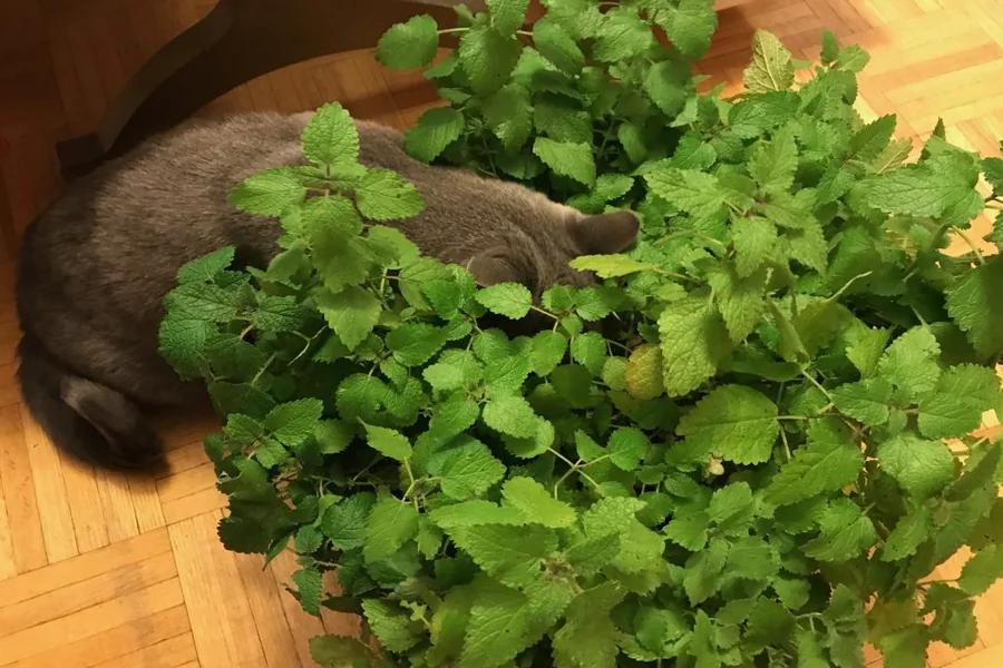 Is Lemon Balm Safe for Cats
