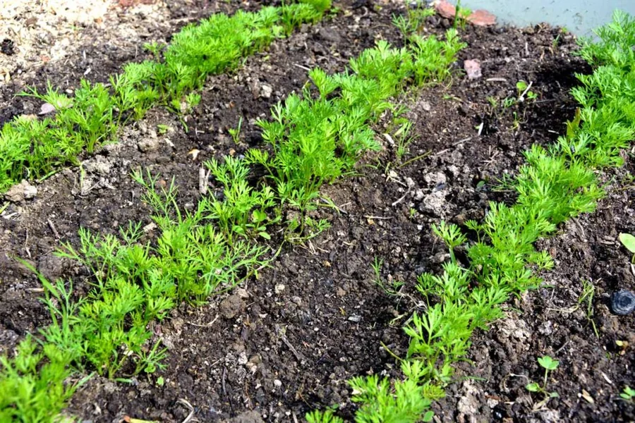 How to Plant Carrot Seeds