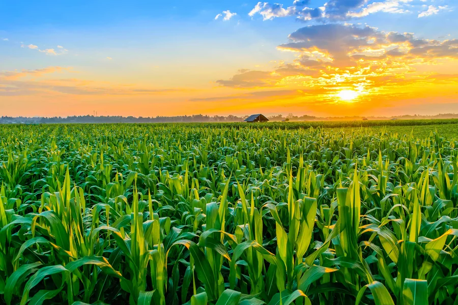 Wild Corn