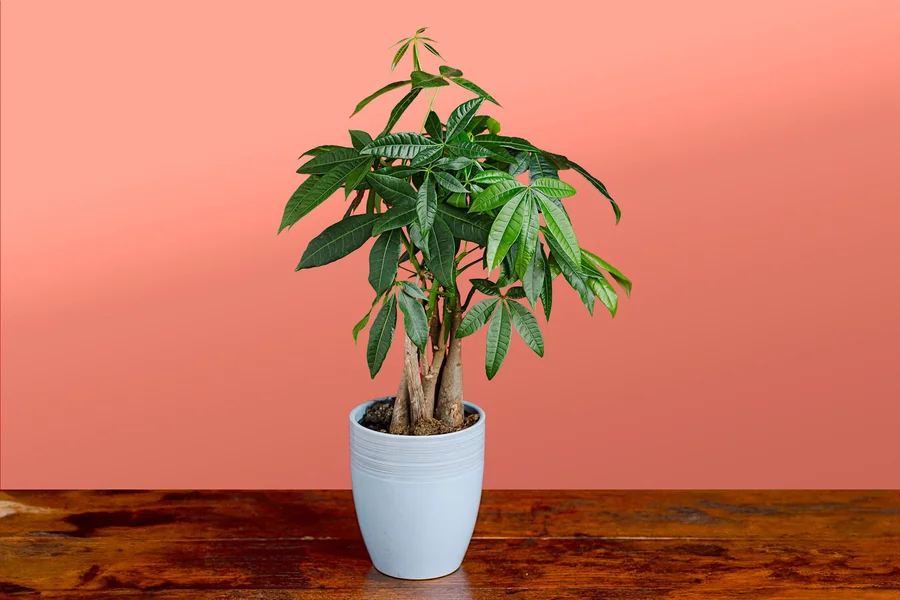 Why Is It Called a Money Tree