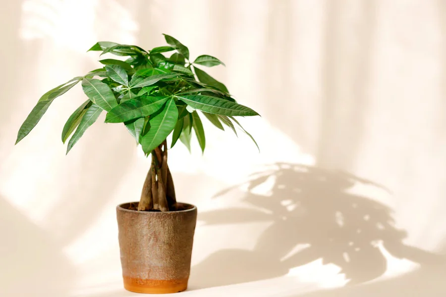 Why Is It Called a Money Tree