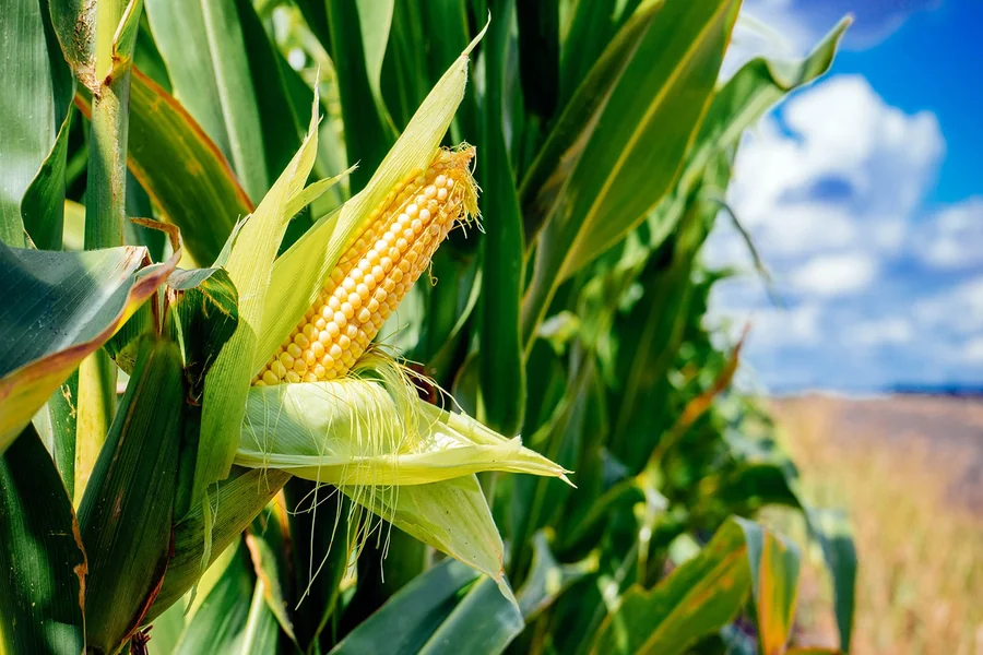 Wild Corn