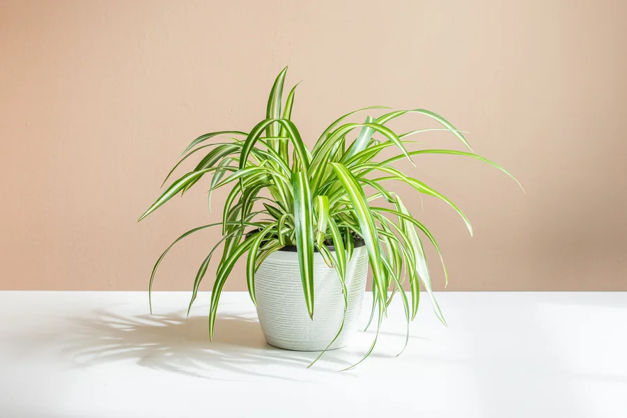 How Many Spider Plants Per Pot