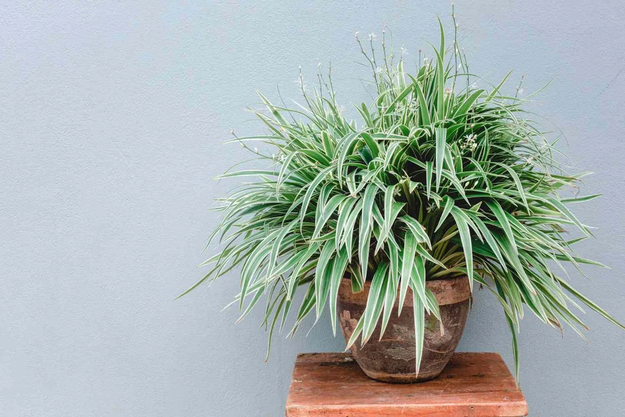 How Many Spider Plants Per Pot