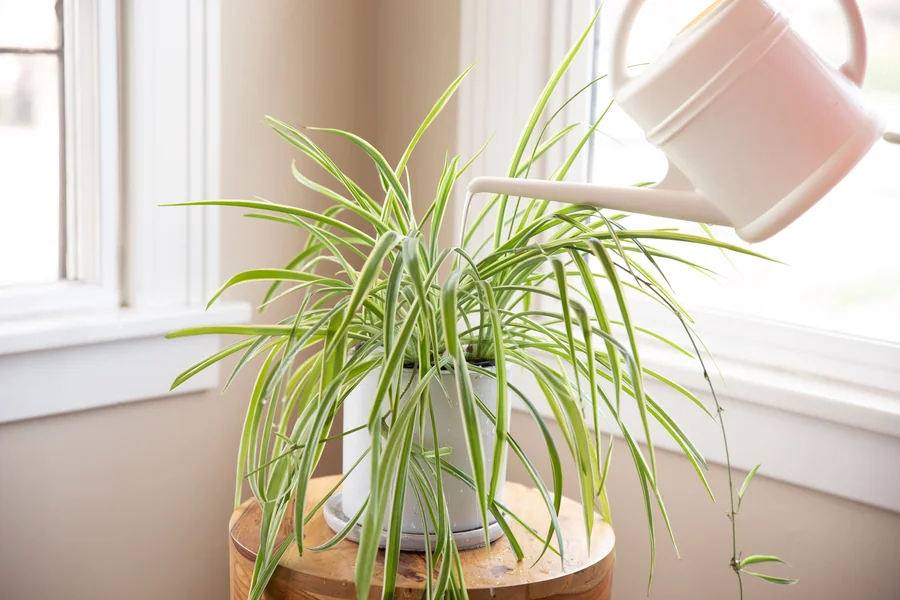 How Many Spider Plants Per Pot